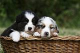 BERGER AUSTRALIEN PUPPIES 358